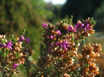 24346 Heather closeup.jpg